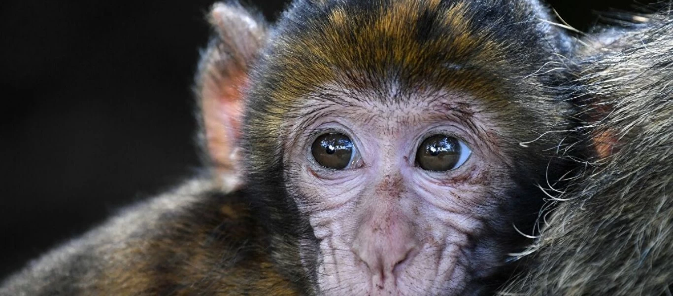 Κίνα: Βρέθηκε εμβόλιο που προστάτευσε μαϊμούδες από τον νέο κορωνοϊό